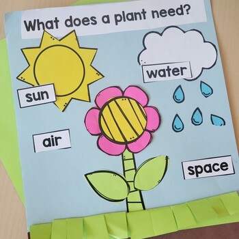 All About Plants Life Cycle of Plant Plant Activities by My Fabulous Class