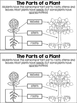 All About Plants NGSS mini-book by Teaching's a Hoot by Nicole Johnson