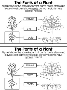 all about plants ngss mini book by teachings a hoot by