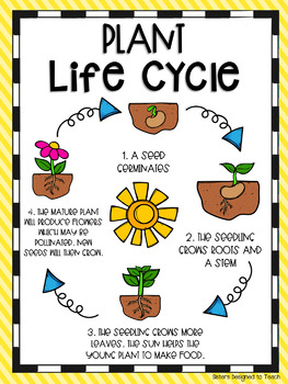 All About Plants (Parts of Plants, Life Cycle, Assessment) | TPT