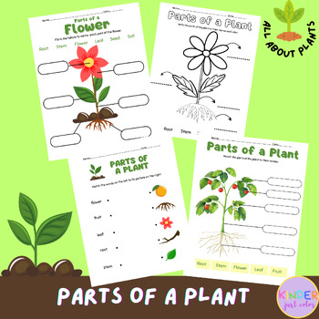 All About Plants, Parts of a Plant, Plant Life Cycle & Needs, Science ...