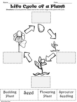 All About Plants: Plant Parts and Life Cycle by A Series of 3rd Grade ...