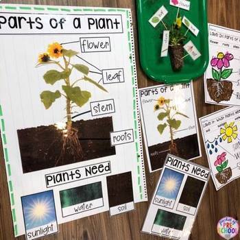 All About Plants Science For Little Learners Preschool Pre K Kinder