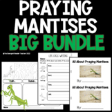 All About Praying Mantises Bundle of Printables and Emerge