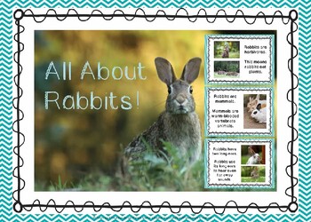 Preview of All About Rabbits PowerPoint