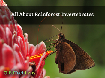 Preview of All About Rainforest Invertebrates Distance Learning PDF