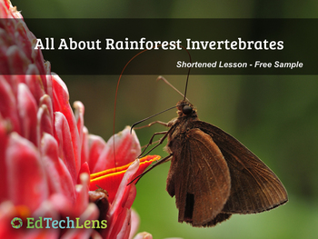 Preview of All About Rainforest Invertebrates PDF - Free Sample