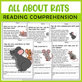 All About Rat | Rat Life Cycle | Science Reading Comprehensions