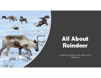 All About Reindeer by Giggles and Goals in the Classroom | TpT