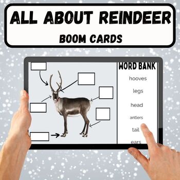 Preview of All About Reindeer Informational and Interactive Boom Cards