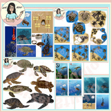 All About Sea Turtles Clip Art Species, Life Cycle, Migrat