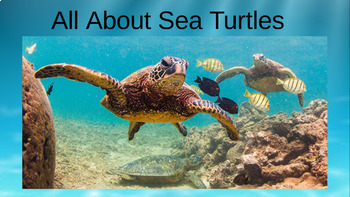 All About Sea Turtles Google Slides by Super Second Grade with Mrs Adamich