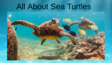 All About Sea Turtles Google Slides