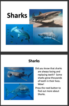 Preview of All About Sharks PowerPoint Presentation
