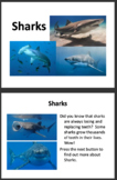 All About Sharks PowerPoint Presentation