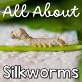 All About Silkworms Silk Moths Life Cycle