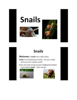 Preview of All About Snails PowerPoint Presentation