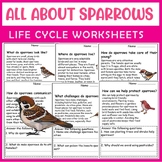 All About Sparrow| Sparrow life cycle | Science Reading Co