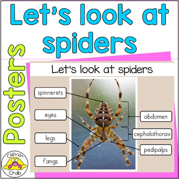 Preview of All About Spiders Posters or Information Cards for Kindergarten and First Grade