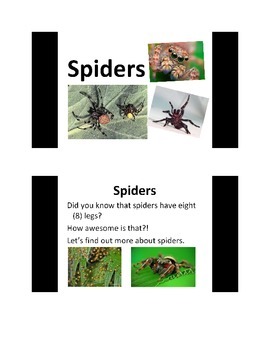 Preview of All About Spiders PowerPoint Presentation