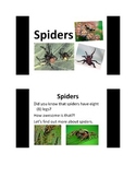 All About Spiders PowerPoint Presentation