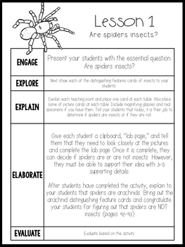 All About Spiders - a spider unit for first and second grade students
