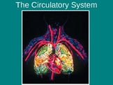 All About The Circulatory System