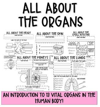 Preview of All About The Organs- Introductory Worksheet Packet