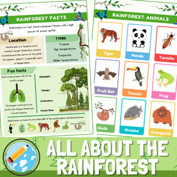 All About The Rainforest Habitat | The Rainforest Fact File | TPT