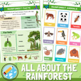 All About The Rainforest Habitat | The Rainforest Fact File