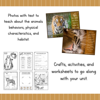 all about tigers animal science by simply schoolgirl tpt