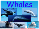 All About Whales: Facts, Videos, and Fun!