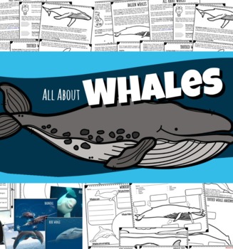 Preview of All About Whales Lesson