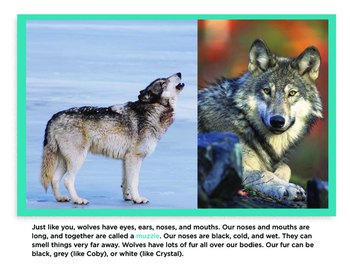 All About Wolves Non-Fiction Informative Book PK-1 by Amy Nell AWESOME