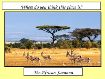 Preview of All About the African Savannah Powerpoint Slides