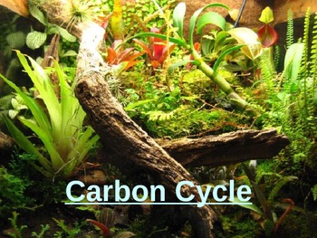 Preview of Carbon Cycle Presentation and Notes