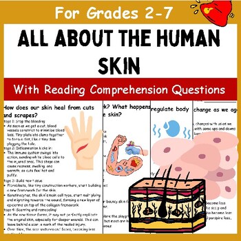 Preview of All About the Human Skin | Reading passages | Diagrams | Activities