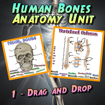 Preview of All Digital - Human Bones Unit - No Downloads, No Printing - Google Docs Friend