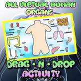 All Virtual Human Organ Physiology & Anatomy Drag & Drop