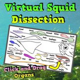 All Virtual Squid Dissection Anatomy Student Activity
