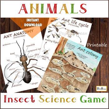 Preview of All about ANTS • Ant anatomy, life cycle, posters and materials