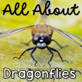 All about Dragonflies Dragonfly Life Cycle