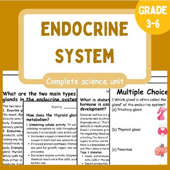 Preview of All about Endocrine system | Reading passages | Activities