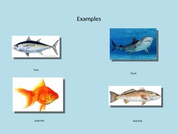 fish classification animal