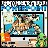 All about Life Cycle of a SEA TURTLE PowerPoint Lesson, 3r