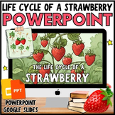 All about Life Cycle of a STRAWBERRY PowerPoint Lesson, 3r