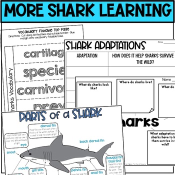 All about Sharks | Ocean Animals by The Rocket Resource | TPT