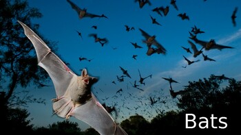 Preview of All about bats