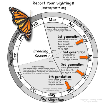 Preview of All about butterflies Endangered Monarch Watch webinar