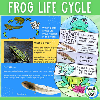 Preview of All about frogs slide show lesson and life cycle foldable cut and paste activity